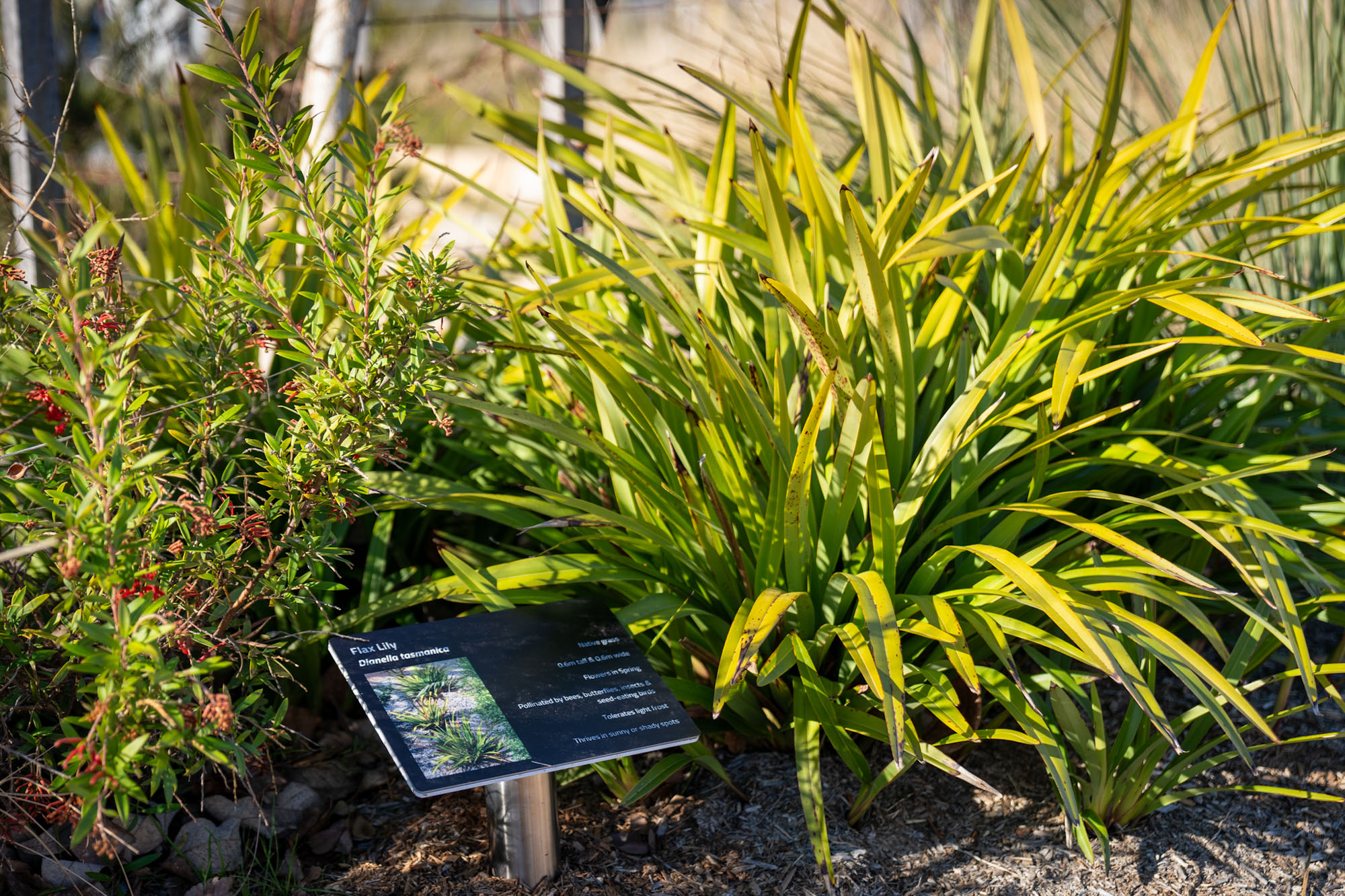 Climate wise garden plants Climate wise garden plant at Whitlam