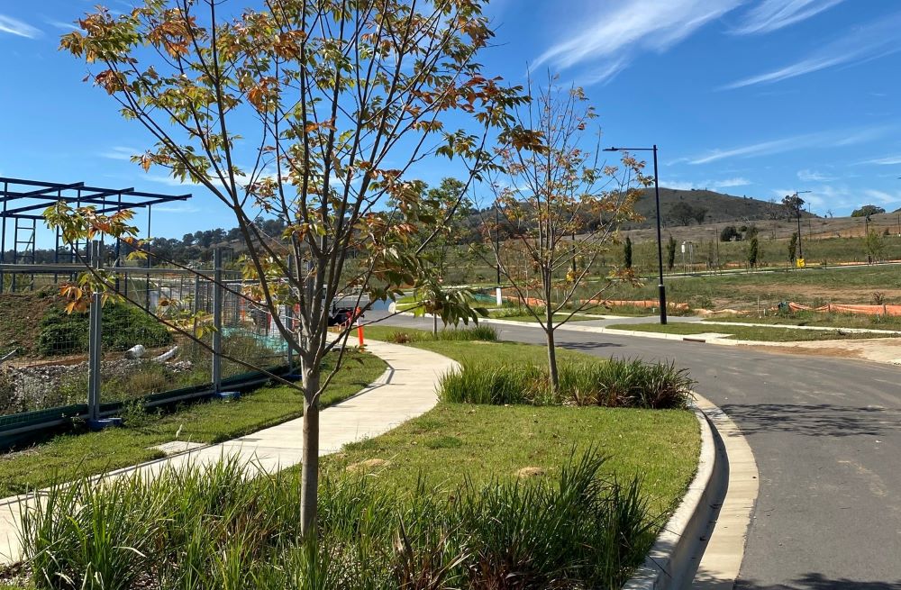 Tree planted on Whitlam Street